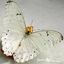 White Butterflies Symbolism In 2021 Morpho Butterfly Butterfly Symbolism Butterfly