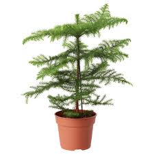 Image result for Araucaria