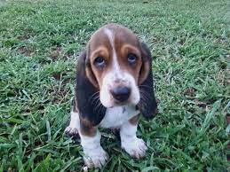 16 Things Only Basset Hound Owners Understand Sheknows