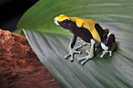 Yellow banded poison frogs live in the tropical rainforest. South America Animal Life Britannica