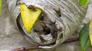 To help us identify the type of wasp, and if it one we can remove, please include any pictures you may have. What To Do If You Re Attacked By A Swarm Of Wasps Bbc News