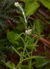 Image result for Pseudognaphalium oligandrum