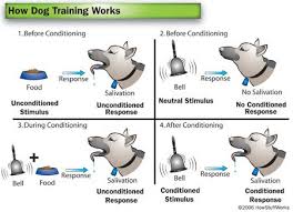 How Dog Training Works Learning Theory Psychology Ap Psychology