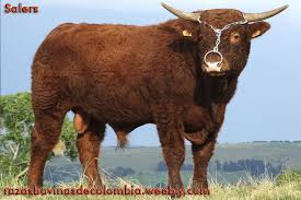 Salers Razas Bovinas De Colombia