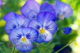 To Grow Pansies Year Round You Can Grow Them Inside Keep The Temperature At Or Below 75 F And Keep By A Window With Pansies Flower Photos Beautiful Flowers