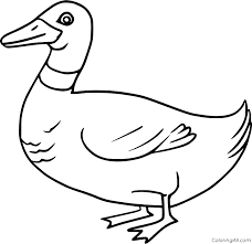 This below coloring sheet meassure is about 600 pixel x 565 pixel with approximate file size for around 54.08 kilobytes. Mallard Duck Coloring Pages Coloringall