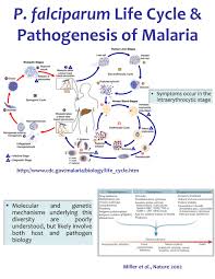 plasmodium falciparum plasmodium knowlesi plasmodium malariae plasmodium falciparum is the predominant species in the world. Ppt P Falciparum Life Cycle Pathogenesis Of Malaria Powerpoint Presentation Id 3344295