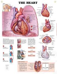 The Heart Chart 20x26 Heart Anatomy Anatomy Cardiology