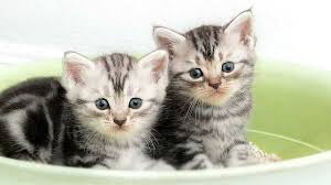 Kucing american shorthair merupakan salah satu ras kucing dari amerika utara. Kucing 101 Berbulu Halus 5 Fakta Kucing American Shorthair