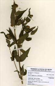 Image result for Aspilia rudis