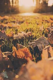 Herbstbild Herbst Dekoration Herbst Im Garten Gartenpflege Im Herbst Graser Petra Pelz Gart Iphone Wallpaper Herbst Herbstbilder Herbst Hintergrund