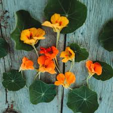 Image result for Nasturtium