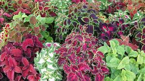 Some shade lovers, such as flowering shrubs, bloom best with some sun (preferably in the morning because. Get The Right Plants To Have It Made In Shade Deseret News