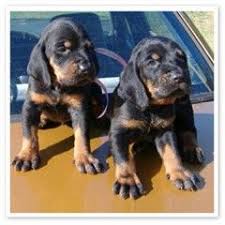 Black And Tan Bloodhound Black And Tan Coonhound Dog Cat Redbone Coonhound Hound Dog