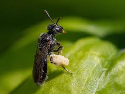 Image result for Isoglossa perdita