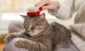 Use a vacuum cleaner to remove pet hair, and use fabric softener and a lint roller to keep loose pet hair at bay in between vacuumings. The 25 Best Pet Hair Removers Of 2020 Cat Life Today