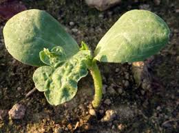 Maybe you would like to learn more about one of these? Watermelon Growing Guide