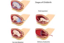 3 vital stages of labor what happens in them and what to do