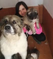 Kafkas Coban Cins Kopek Sahiplenme Ilanlari Fiyatlari 1kedi1kopek