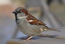 House Sparrow Wikipedia
