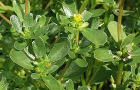 घोळ भारतात उगवणारी एक आयुर्वेदीक औषधी वनस्पती आहे.ही. Portulaca Oleracea Gemuse Portulak Pflanzenreich