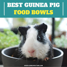 Most pet stores tend to sell a range. Best Guinea Pig Food Bowls A Helpful Guide Guinea Pig Tube
