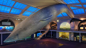 Blue Whale | American Museum of Natural History