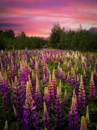 You can make another search to find the answers to the other puzzles, or just go to the homepage of 7 little words daily bonus puzzles and then select the date … Lupine Pictures Download Free Images On Unsplash