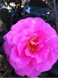 Pin On Camellias Camellias Camellias