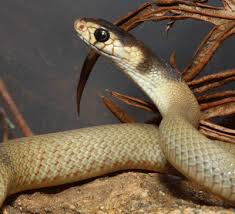 They can be beneficial because they eat mice, slugs, grubs, insects, and other pests and snakes are most likely to bite when harassed. Snakes Pest Control