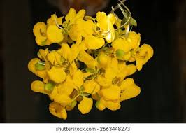 Image result for Senna singueana