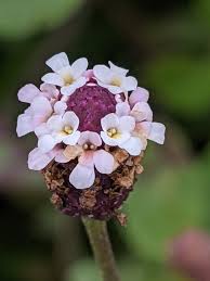 Image result for Phyla nodiflora