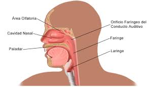 Las paredes musculares de la faringe están formadas mayoritariamente por los tres constrictores de la faringe comentados anteriormente (v. Anatomy And Physiology Of The Nose And Throat