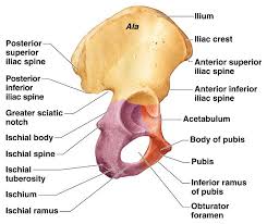 (b) dimples are usually visible immediately medial to the the prominent bones and bony landmarks have been labeled. Hip Bone Anatomy Or Pelvic Bone Ilium Pubis Ischium Bone And Spine