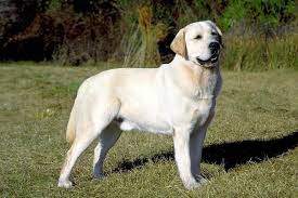 Labrador Retriever Dog Characteristics Temperament And Exercise Labrador Retriever Top 10 Dog Breeds Dog Breeds