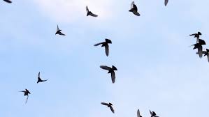 Birds Flying In The Sky Quotes Large Flock Of Birds A Stock Footage Video 100 Royalty Free 3905621 Shutterstock Birds Flying Bird Gif Flock Of Birds
