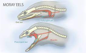 Alongside sharks, moray eels are among the most feared fish in the ocean. Datei Pharyngeal Jaws Of Moray Eels Jpg Wikipedia
