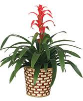 While godaddy.com llc was its first registrar, now it is moved to namecheap inc. Plants From Mark Knox Flowers Your Local Tx Florist And Flower Sho