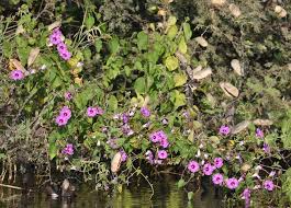 Image result for Ipomoea tenuipes