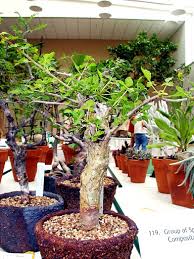 Image result for Commiphora africana