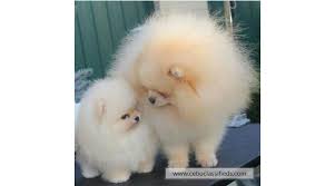 The point is that there are no exact tea cup pomeranian. Cute Teacup Pomeranian Puppies Ready For Sale Cebuclassifieds