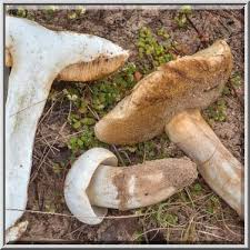 Image result for Xanthoconium sp.