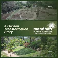 Image result for Cyathea cf. humilis