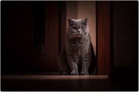 While it often starts in the arms and legs, an osteosarcoma bone tumor can form anywhere in the body. Cats Susceptible To And Potential Reservoirs For Novel Coronavirus