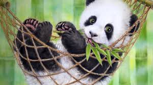 Free download hd or 4k use all videos for free for your projects Cool Panda Bear Wallpapers Top Free Cool Panda Bear Backgrounds Wallpaperaccess