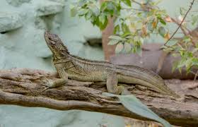 We did not find results for: Lizard Philippine Sail Fin Dudley Zoo And Castle