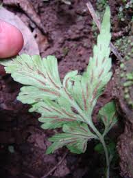 Image result for Asplenium pumilum