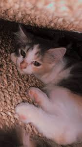  Pin Oleh Veronica Di Random Bayi Hewan Lucu Gambar Kucing Lucu Kucing Cantik