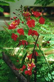 Image result for Caesalpinia cassioides