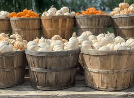 How to make homemade pumpkin puree. How To Dry Out Pumpkin Stems Quickly A Well Purposed Woman